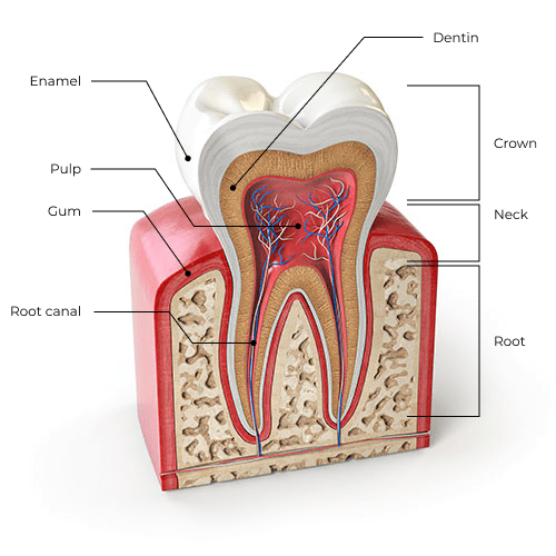 Painless Root Canal Treatments